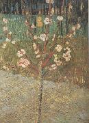 Vincent Van Gogh, Almond Tree in Blossom (nn04)